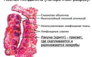 Анатомия и функциональные особенности миндалин человека
