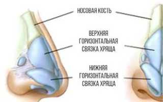 Строение и функции носовых хрящей человека