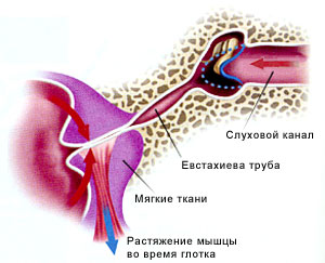 Ухо человека