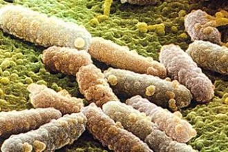 Candida