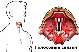 Голосовые связки