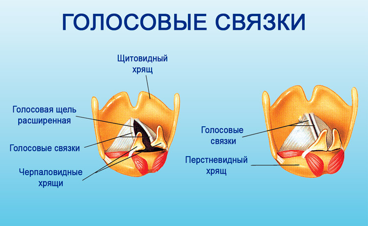 Связки