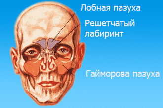 Пазухи