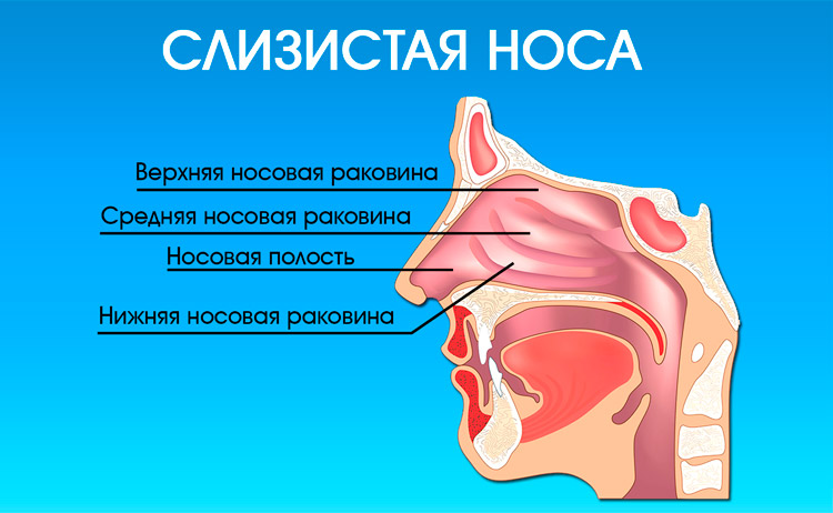 Слизистая полости носа