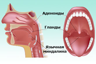 Строение миндалин
