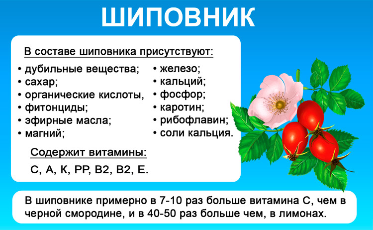 Ягоды шиповника