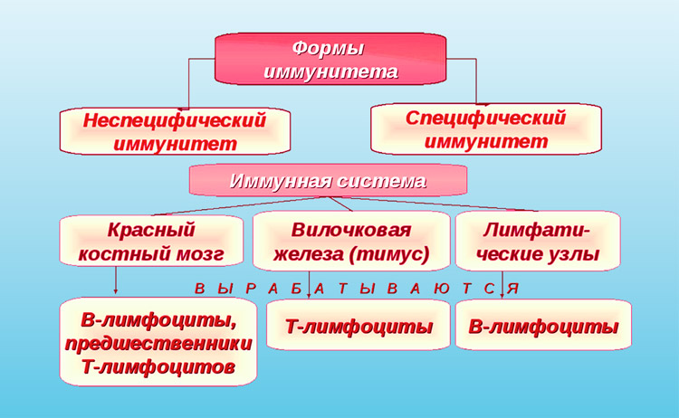 Иммунная система