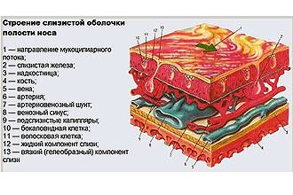 Слизистые носа