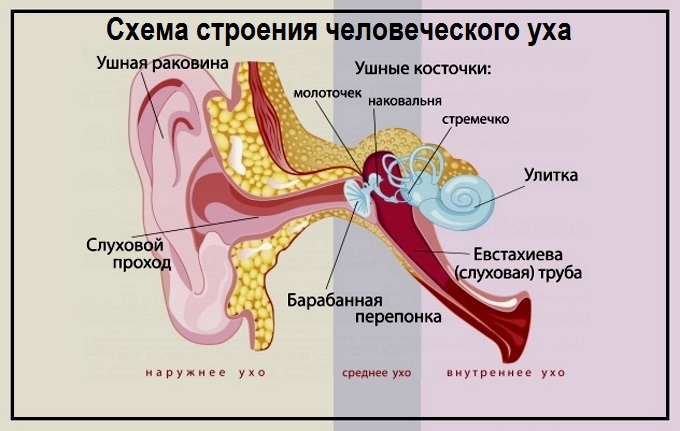 Строение уха человека