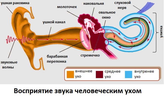 Каким образом ухо человека воспринимает звук