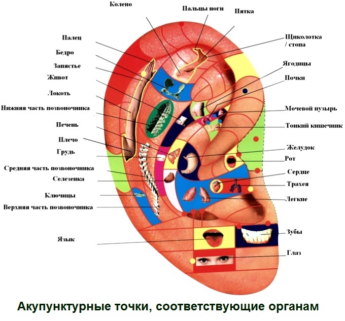 Расположение акупунктурных точек на ушах
