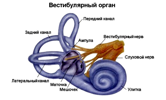 Функции внутреннего уха