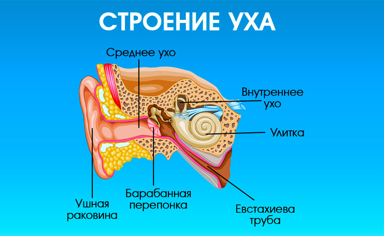 Анатомическое строение уха